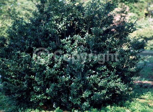 White blooms; Green blooms; Evergreen