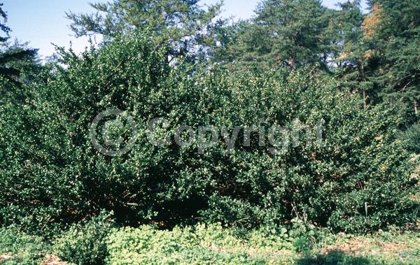 White blooms; Green blooms; Evergreen