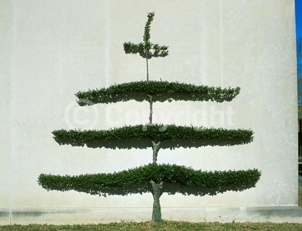 White blooms; Green blooms; Evergreen