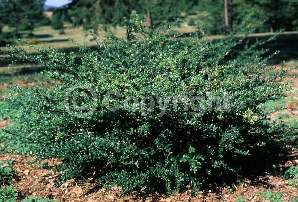 White blooms; Green blooms; Evergreen