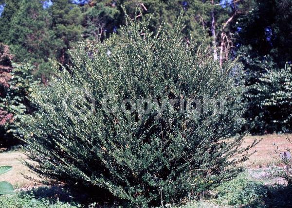 White blooms; Green blooms; Evergreen