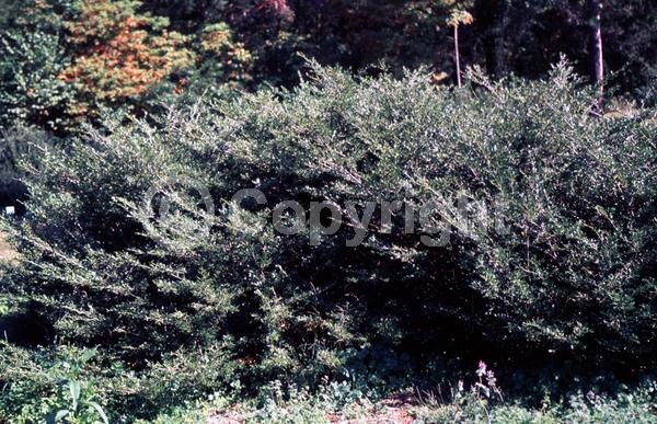 White blooms; Green blooms; Evergreen