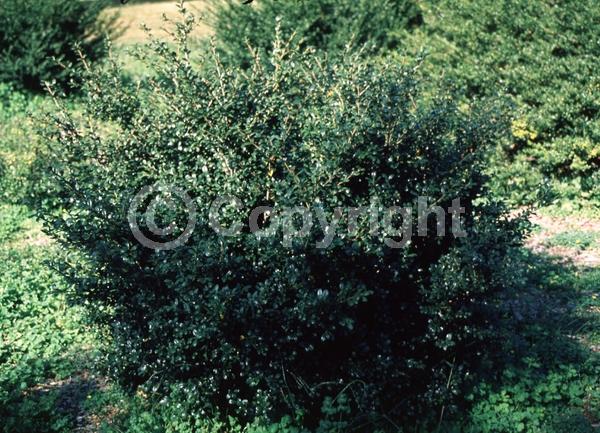 White blooms; Green blooms; Evergreen