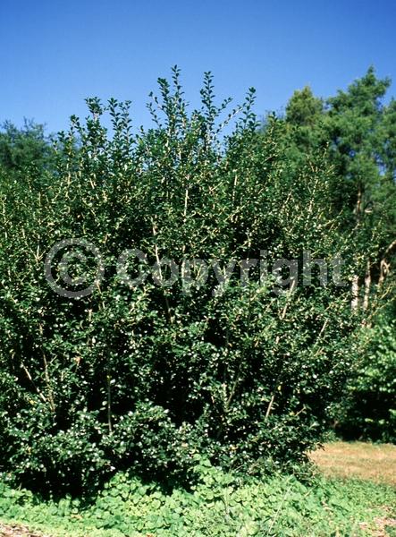 White blooms; Green blooms; Evergreen