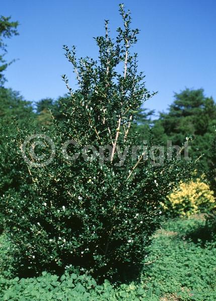 White blooms; Green blooms; Evergreen