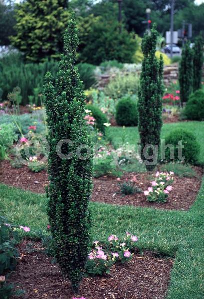 White blooms; Evergreen
