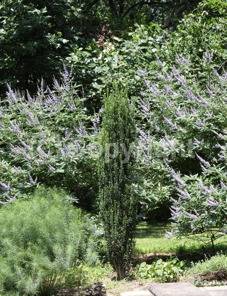 White blooms; Evergreen