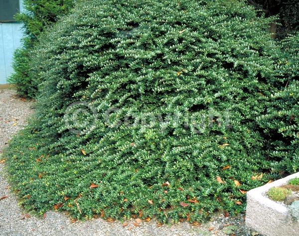 White blooms; Green blooms; Evergreen