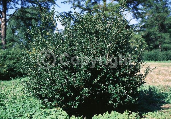 White blooms; Green blooms; Evergreen