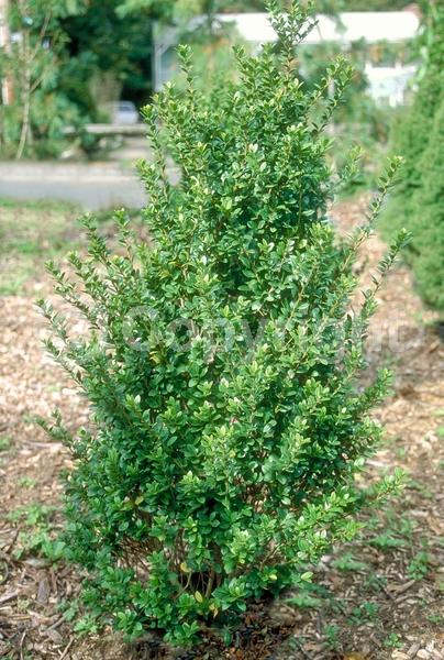 White blooms; Green blooms; Evergreen