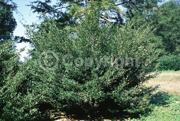 White blooms; Green blooms; Evergreen