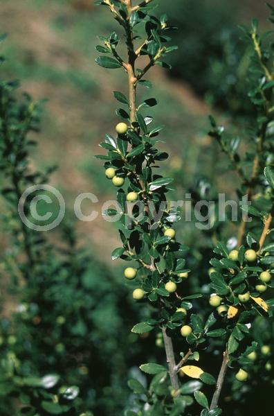 White blooms; Green blooms; Evergreen