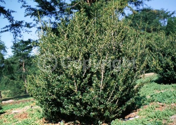 White blooms; Green blooms; Evergreen