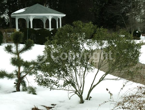 White blooms; Evergreen; North American Native