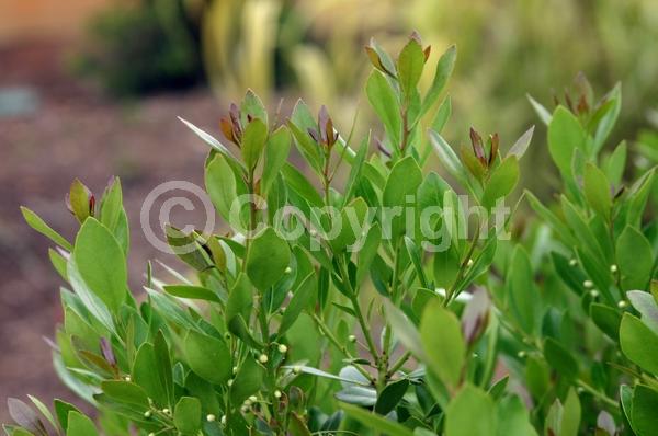 White blooms; Green blooms; Evergreen; Broadleaf