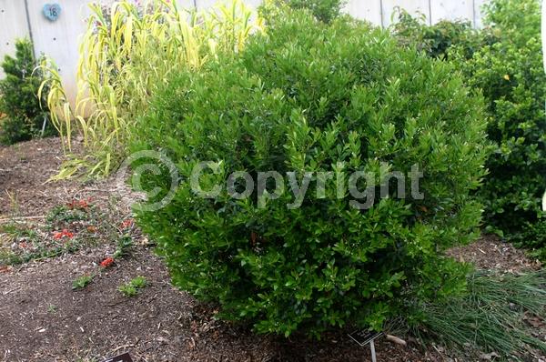 White blooms; Green blooms; Evergreen; Broadleaf