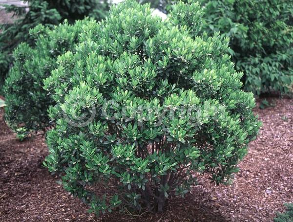 White blooms; Evergreen; North American Native