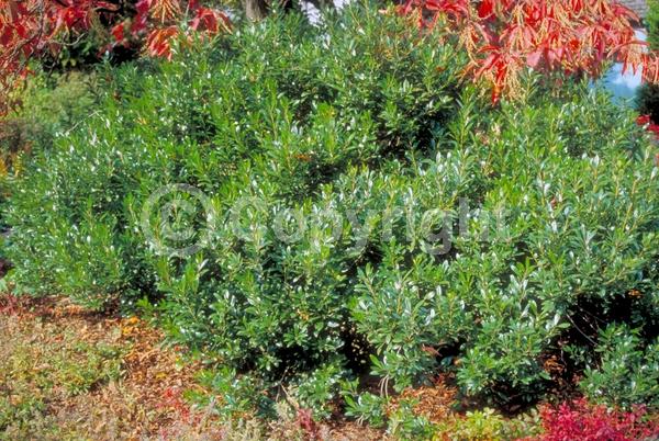 White blooms; Evergreen; North American Native