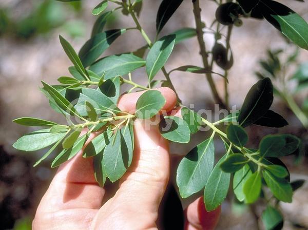 White blooms; Evergreen; North American Native