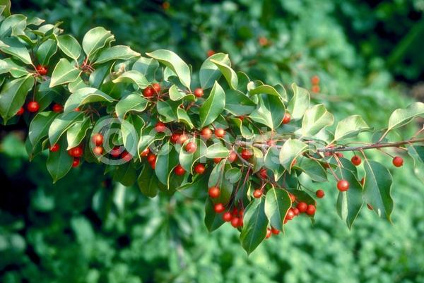 White blooms; Evergreen; Needles or needle-like leaf