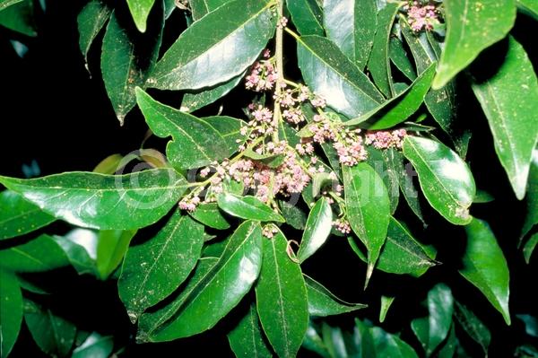 White blooms; Evergreen; Needles or needle-like leaf
