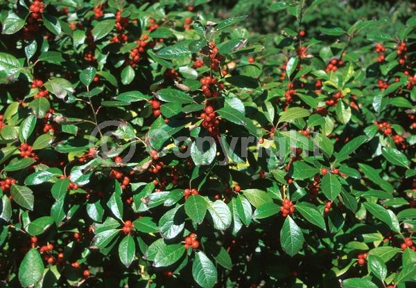 White blooms; Deciduous; North American Native