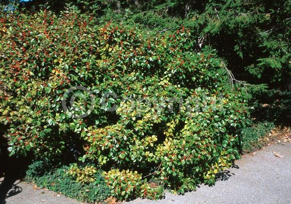 White blooms; Deciduous; North American Native