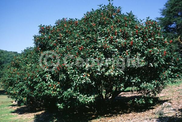 White blooms; Deciduous; North American Native