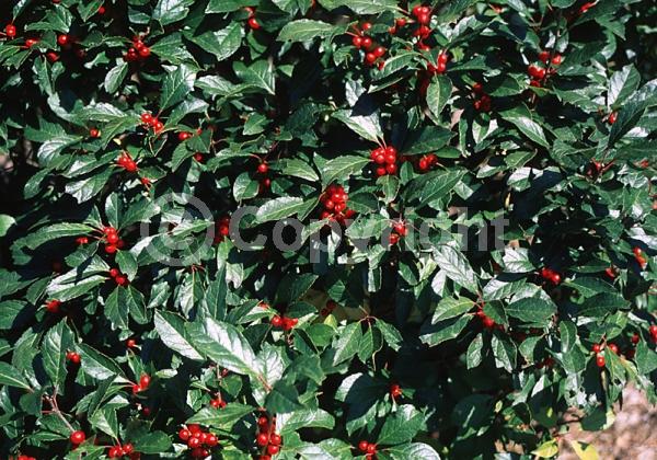 White blooms; Deciduous; North American Native