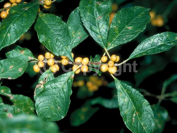 White blooms; Deciduous; North American Native