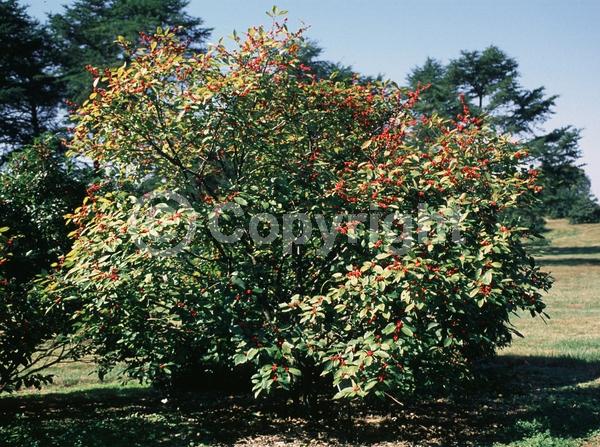 White blooms; Deciduous; North American Native