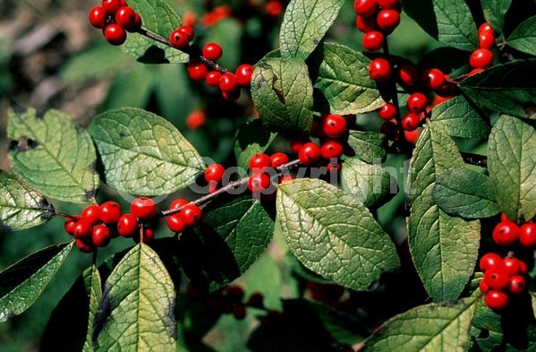 White blooms; Deciduous; North American Native