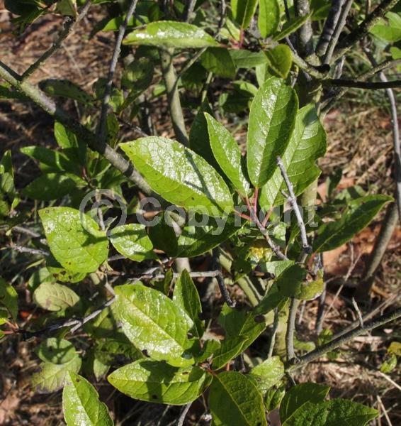 White blooms; Deciduous; North American Native