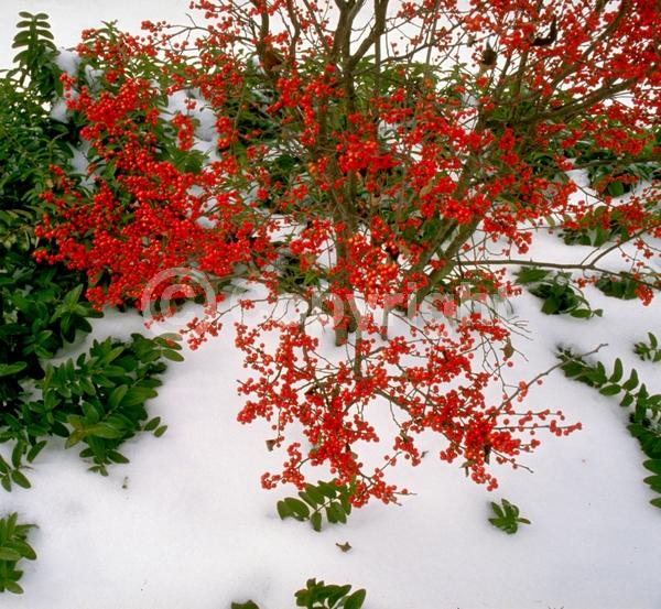 White blooms; Deciduous; Broadleaf