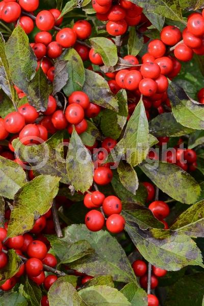 White blooms; Deciduous; North American Native
