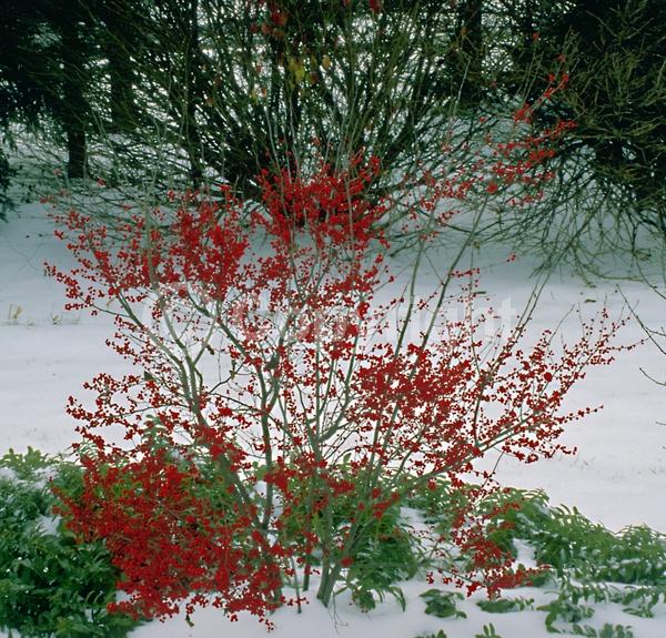 White blooms; Deciduous; North American Native