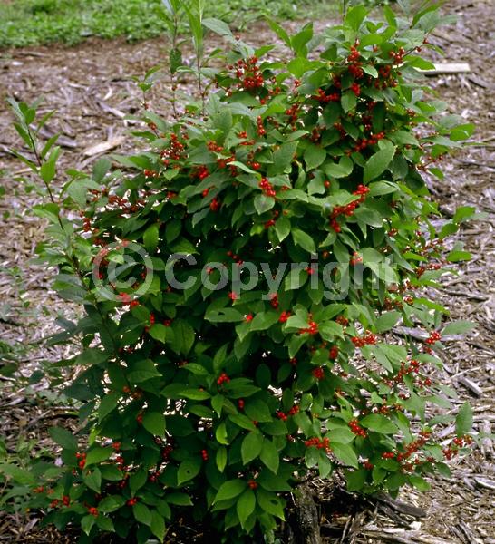 White blooms; Deciduous; North American Native