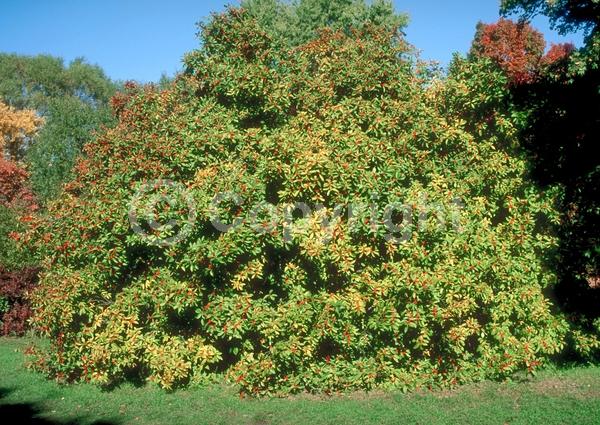 White blooms; Deciduous; North American Native