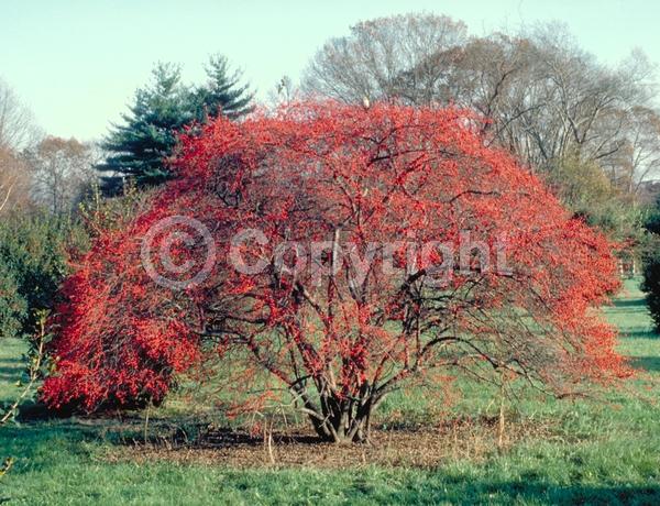 White blooms; Deciduous; North American Native