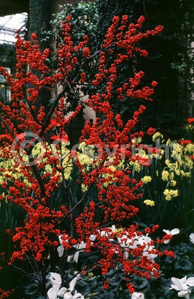White blooms; Deciduous; North American Native
