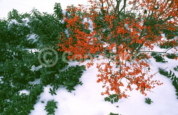 White blooms; Deciduous; North American Native