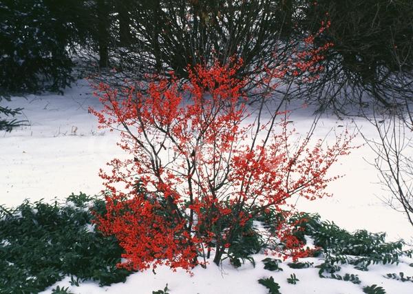 White blooms; Deciduous; North American Native