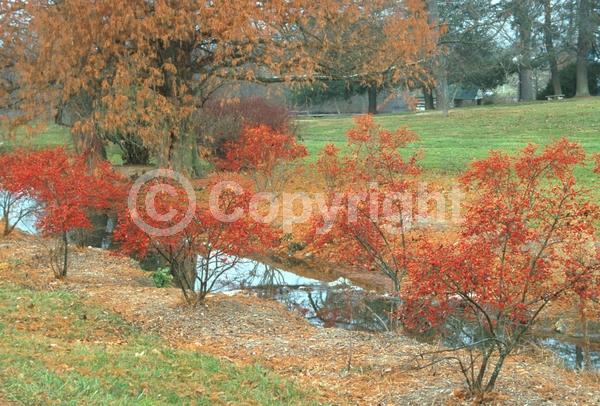 White blooms; Deciduous; North American Native