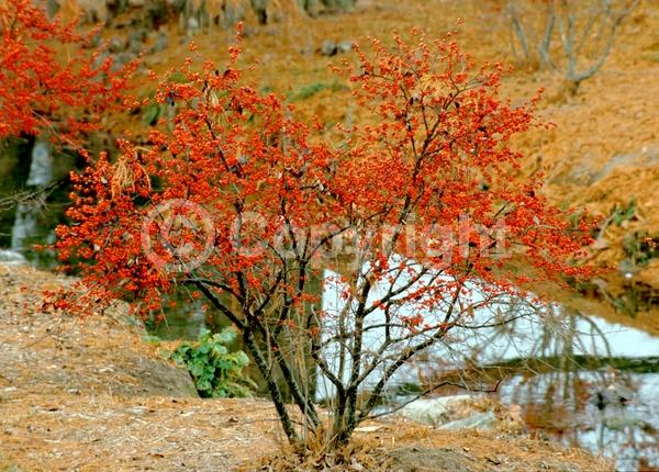 White blooms; Deciduous; North American Native