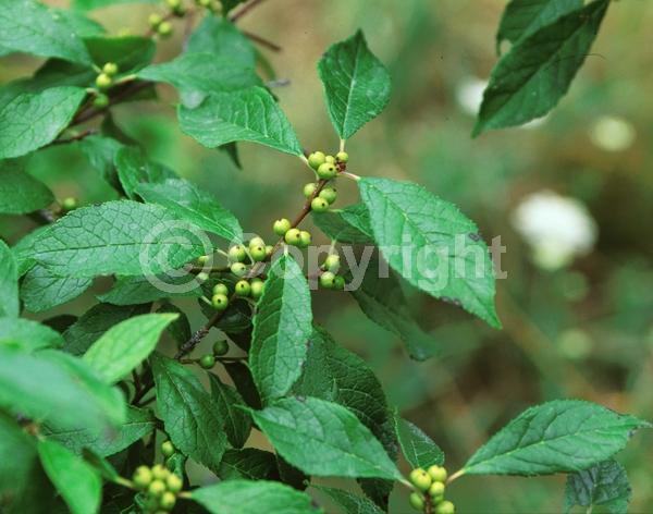 White blooms; Deciduous; North American Native