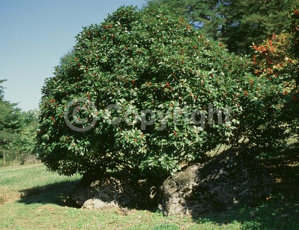 White blooms; Deciduous; North American Native