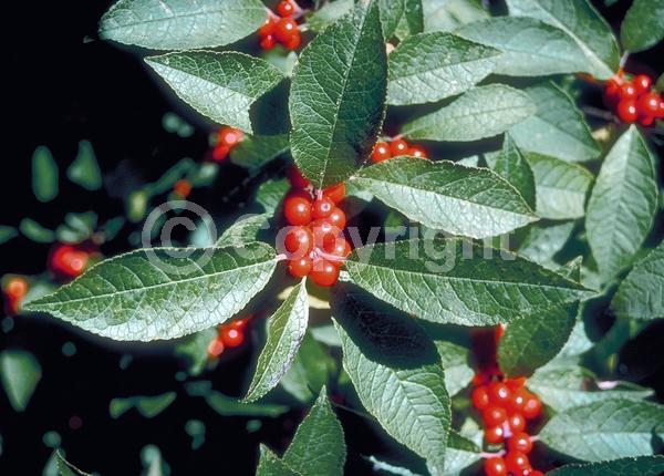 White blooms; Deciduous; North American Native