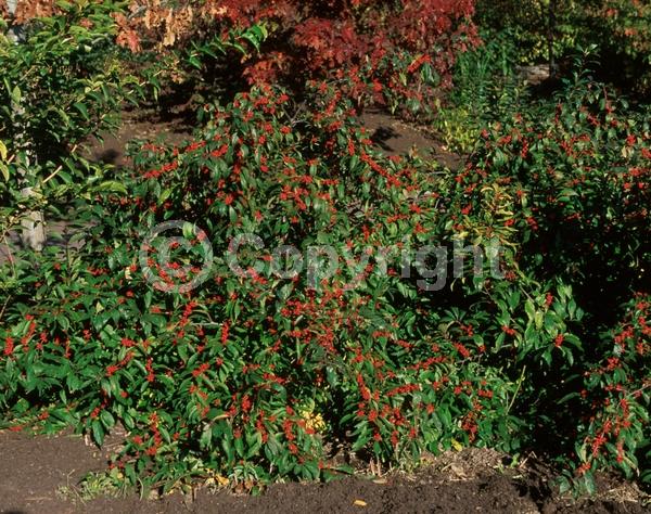 White blooms; Deciduous; North American Native