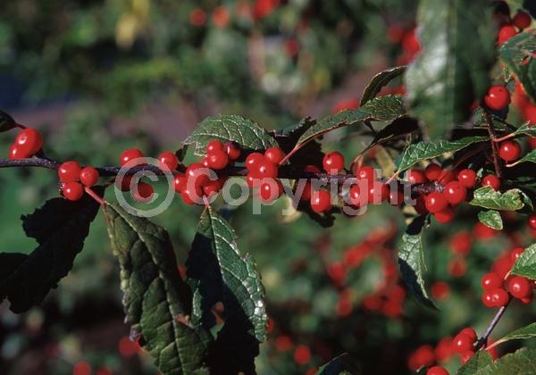 White blooms; Deciduous; North American Native