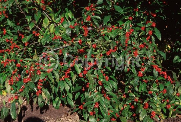 White blooms; Deciduous; North American Native